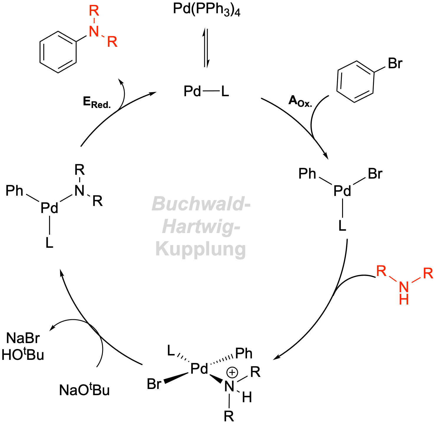 Mechanismus der Buchwald-Hartwig-Kupplung als Aminierungsreaktion